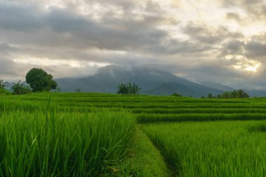 Beautiful morning view indonesia panorama landscape paddy fields with beauty color and sky natural light