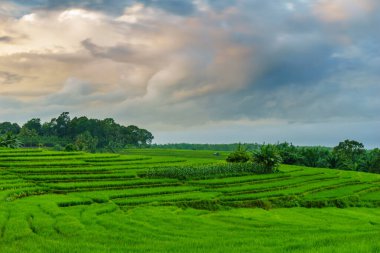 Beautiful morning view indonesia panorama landscape paddy fields with beauty color and sky natural light