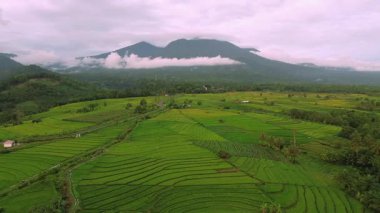 Beautiful morning view indonesia Panorama Landscape paddy fields with beauty color and sky natural light