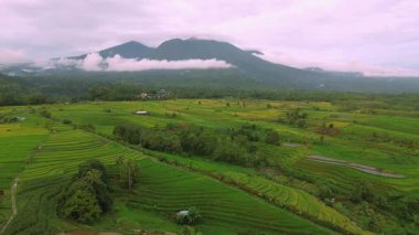 Beautiful morning view indonesia Panorama Landscape paddy fields with beauty color and sky natural light