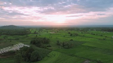 Beautiful morning view indonesia Panorama Landscape paddy fields with beauty color and sky natural light