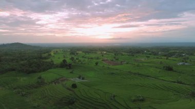 Beautiful morning view indonesia Panorama Landscape paddy fields with beauty color and sky natural light