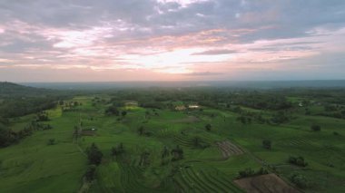 Beautiful morning view indonesia Panorama Landscape paddy fields with beauty color and sky natural light
