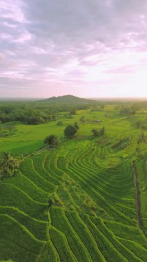 Beautiful morning view indonesia Panorama Landscape paddy fields with beauty color and sky natural light