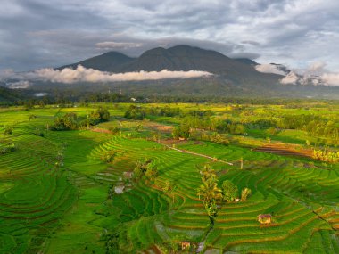 Beautiful morning view indonesia panorama landscape paddy fields with beauty color and sky natural light