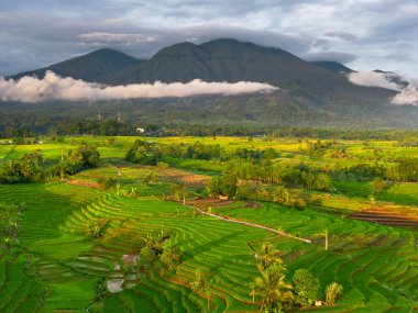 Beautiful morning view indonesia panorama landscape paddy fields with beauty color and sky natural light