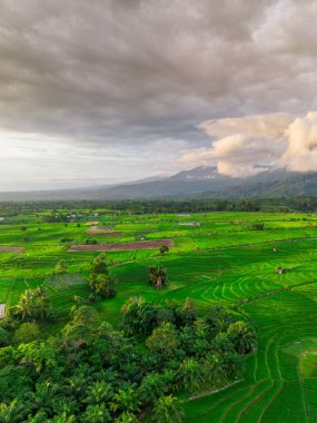 Beautiful morning view indonesia panorama landscape paddy fields with beauty color and sky natural light