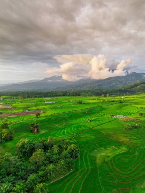 Beautiful morning view indonesia panorama landscape paddy fields with beauty color and sky natural light