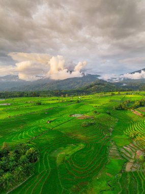 Beautiful morning view indonesia panorama landscape paddy fields with beauty color and sky natural light