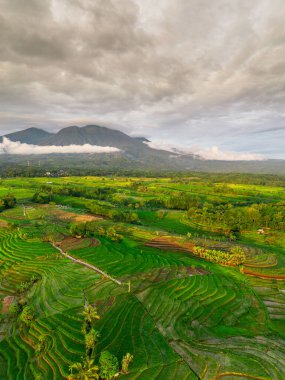 Beautiful morning view indonesia panorama landscape paddy fields with beauty color and sky natural light