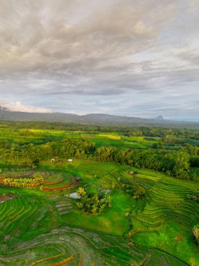 Beautiful morning view indonesia panorama landscape paddy fields with beauty color and sky natural light