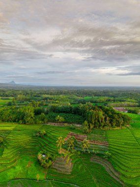 Beautiful morning view indonesia panorama landscape paddy fields with beauty color and sky natural light