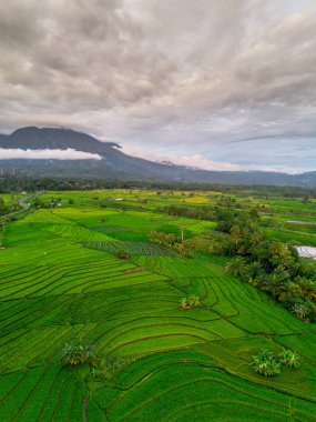 Beautiful morning view indonesia panorama landscape paddy fields with beauty color and sky natural light