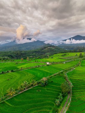 Beautiful morning view indonesia panorama landscape paddy fields with beauty color and sky natural light