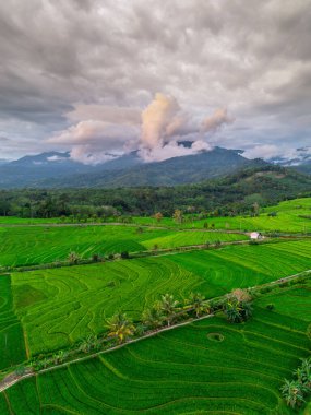Beautiful morning view indonesia panorama landscape paddy fields with beauty color and sky natural light