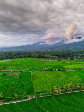 Beautiful morning view indonesia panorama landscape paddy fields with beauty color and sky natural light