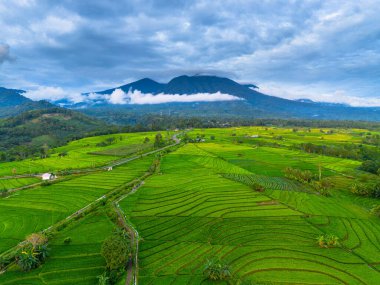 Beautiful morning view indonesia panorama landscape paddy fields with beauty color and sky natural light