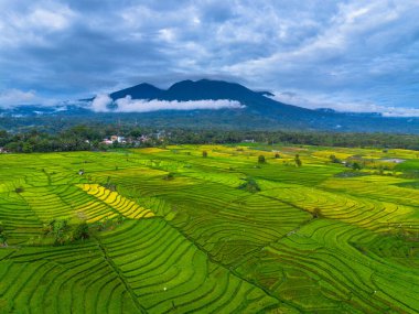 Beautiful morning view indonesia panorama landscape paddy fields with beauty color and sky natural light