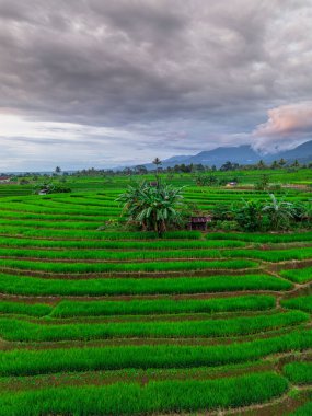 Beautiful morning view indonesia panorama landscape paddy fields with beauty color and sky natural light