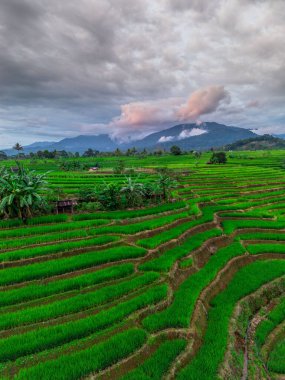 Beautiful morning view indonesia panorama landscape paddy fields with beauty color and sky natural light