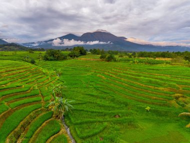 Beautiful morning view indonesia panorama landscape paddy fields with beauty color and sky natural light