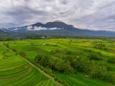 Beautiful morning view indonesia panorama landscape paddy fields with beauty color and sky natural light