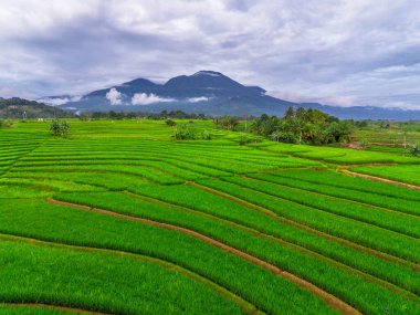 Beautiful morning view indonesia panorama landscape paddy fields with beauty color and sky natural light