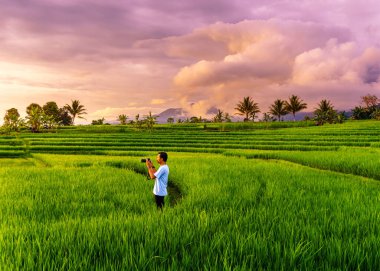 Beautiful morning view indonesia panorama landscape paddy fields with beauty color and sky natural light