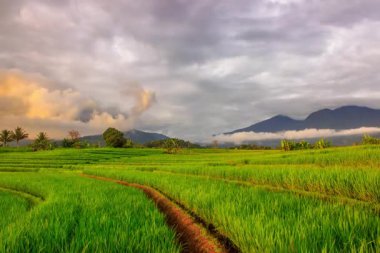 Beautiful morning view indonesia Panorama Landscape paddy fields with beauty color and sky natural light