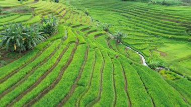 Beautiful morning view indonesia Panorama Landscape paddy fields with beauty color and sky natural light