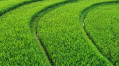 Beautiful morning view indonesia Panorama Landscape paddy fields with beauty color and sky natural light
