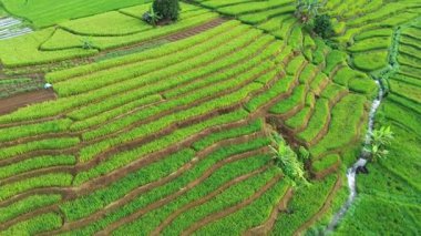 Beautiful morning view indonesia Panorama Landscape paddy fields with beauty color and sky natural light
