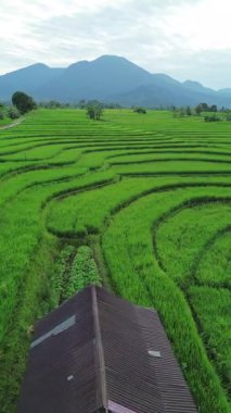 Beautiful morning view indonesia Panorama Landscape paddy fields with beauty color and sky natural light