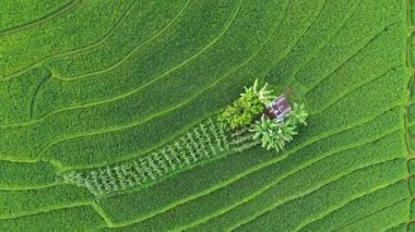 Beautiful morning view indonesia Panorama Landscape paddy fields with beauty color and sky natural light