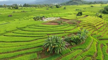 Beautiful morning view indonesia Panorama Landscape paddy fields with beauty color and sky natural light