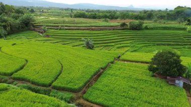 Beautiful morning view indonesia Panorama Landscape paddy fields with beauty color and sky natural light
