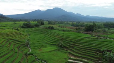 Beautiful morning view indonesia Panorama Landscape paddy fields with beauty color and sky natural light