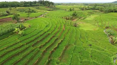 Beautiful morning view indonesia Panorama Landscape paddy fields with beauty color and sky natural light