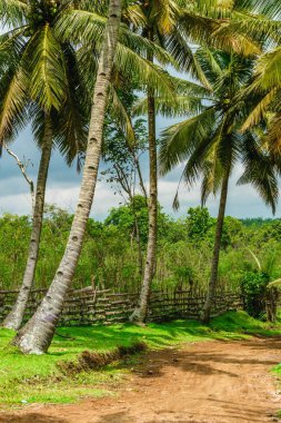 Beautiful morning view indonesia Panorama Landscape paddy fields with beauty color and sky natural light