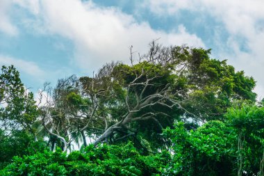 Beautiful morning view indonesia Panorama Landscape paddy fields with beauty color and sky natural light
