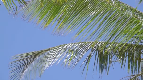 明亮的蓝色万里无云的天空 椰子棕榈的长叶子在风中颤抖 慢动作 — 图库视频影像