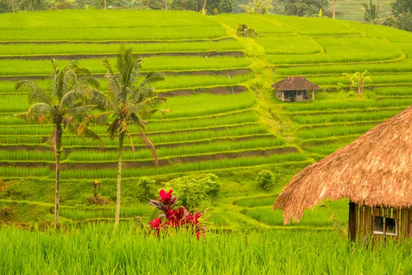 Indonesia Evening Terraces Rice Fields Huts Palm Trees Bright Flowers — Stock Photo, Image