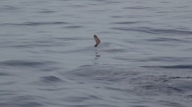 Açık deniz. Yetişkin ve yavrularını yunusların sudan dışarı atlamak. Ağır çekim