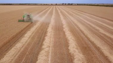 Ukrayna - Haziran 17,2018: buğday alan. Düz satırlar olgun buğday. Hasat hasat hasat. Havadan görünümü