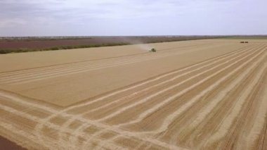 Büyük altın alan. Birleştirmek buğday hasat. Havadan görünümü