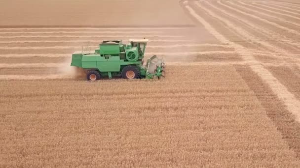 Wheat Field Combine Moving Next Strip Harvesting Aerial View — Stock Video