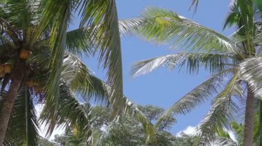 Tropik güneşli bir günde. Mayo, yaprakları ve hindistancevizi mavi gökyüzü
