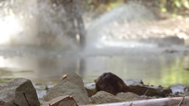 Motocross Natureza Motociclista Atravessa Obstáculo Água Salpicos Sol Desfocado Movimento — Vídeo de Stock