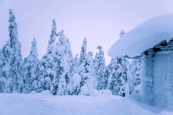 冬季云杉林的边缘 屋顶和四周都充满了大量的积雪 — 图库照片