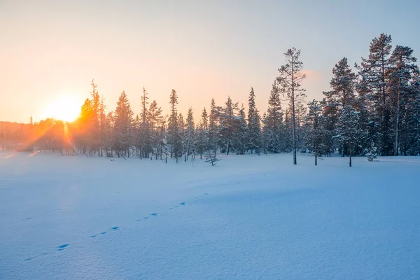 Kış Kısa Çam Ormanı Kenarında Güneş Ayarı Açık Gökyüzü Ağaç — Stok fotoğraf